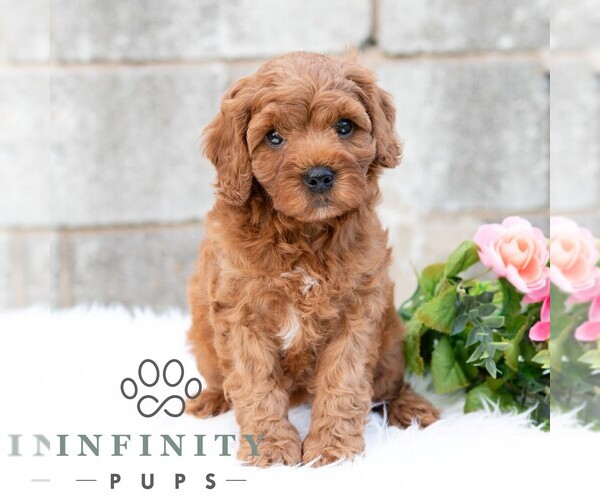 Medium Photo #3 Cavapoo (Miniature) Puppy For Sale in DORNSIFE, PA, USA