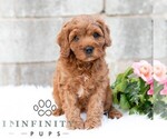 Small #2 Cavapoo (Miniature)