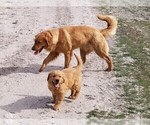 Small Photo #1 Golden Retriever Puppy For Sale in TWIN FALLS, ID, USA
