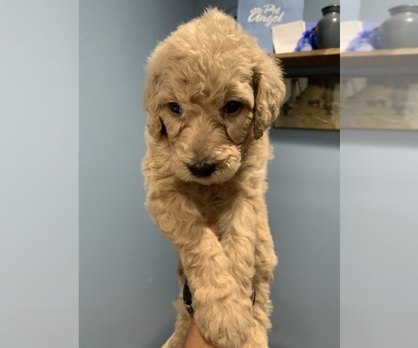 Medium Photo #8 Poodle (Standard) Puppy For Sale in TAMPA, FL, USA