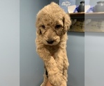 Small Photo #8 Poodle (Standard) Puppy For Sale in TAMPA, FL, USA