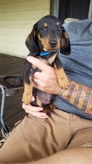 Dachshund Puppy for sale in EUGENE, OR, USA