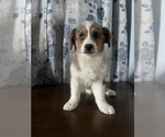 Small #3 Aussie-Corgi