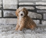 Small #1 Poodle (Toy)
