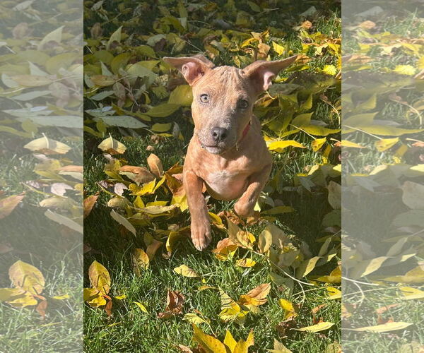 Medium Photo #3 American Pit Bull Terrier-Unknown Mix Puppy For Sale in Germantown, OH, USA