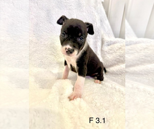 Medium Photo #2 Mutt Puppy For Sale in Royal Palm Beach, FL, USA