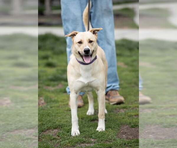 Medium Photo #6 Mutt Puppy For Sale in Elmsford, NY, USA