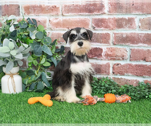 Schnauzer (Miniature) Puppy for sale in SYRACUSE, IN, USA