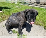 Small Photo #9 Mastiff Puppy For Sale in FULTON, NY, USA