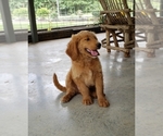 Small Photo #17 Goldendoodle Puppy For Sale in CLARKSVILLE, TX, USA