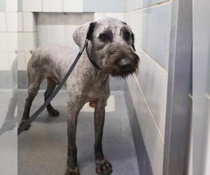 Schnauzer (Giant)-Unknown Mix Dogs for adoption in San Antonio, TX, USA