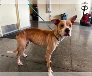 Mutt Dogs for adoption in Orange, CA, USA