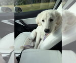 Small #1 Great Pyrenees