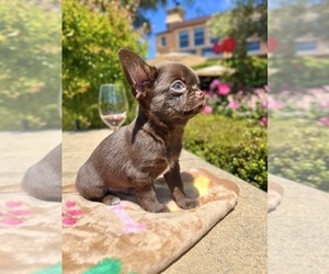 Chihuahua Puppy for sale in SAN JOSE, CA, USA