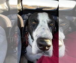 Small #3 Great Dane-Pointer Mix