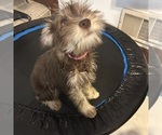 Small #52 Schnauzer (Miniature)