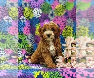 Cavapoo Puppy for sale in STEVENS, PA, USA