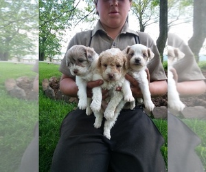 Goldendoodle-Poodle (Miniature) Mix Puppy for sale in MILLERSBURG, PA, USA