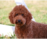 Small #9 Goldendoodle