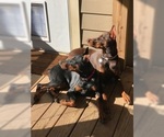 Small Photo #5 Doberman Pinscher Puppy For Sale in CALDWELL, TX, USA