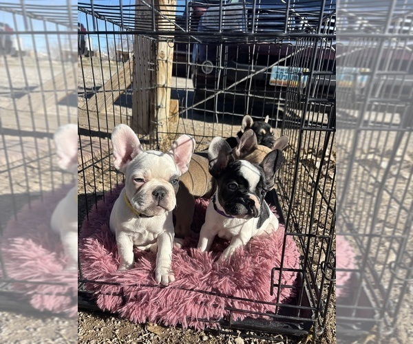 Medium Photo #20 French Bulldog Puppy For Sale in NORTH LAS VEGAS, NV, USA