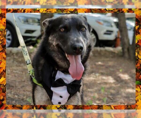 Medium Photo #1 German Shepherd Dog-Unknown Mix Puppy For Sale in Ojai, CA, USA
