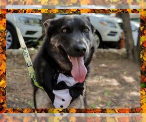 German Shepherd Dog-Unknown Mix Dogs for adoption in Ojai, CA, USA