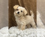 Small Photo #5 YorkiePoo Puppy For Sale in MARTINSVILLE, IN, USA