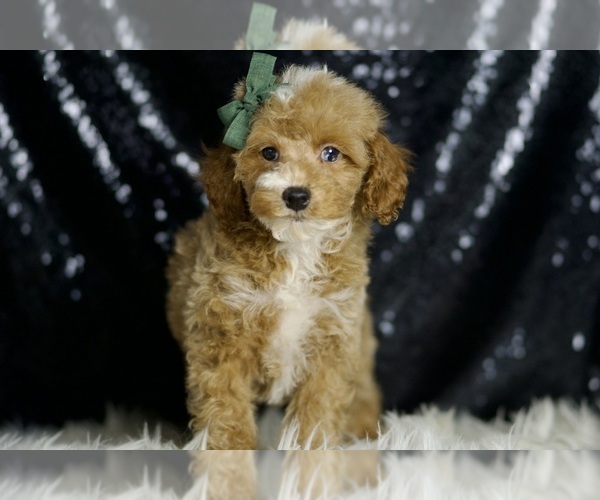 Medium Photo #6 Poodle (Miniature) Puppy For Sale in WARSAW, IN, USA