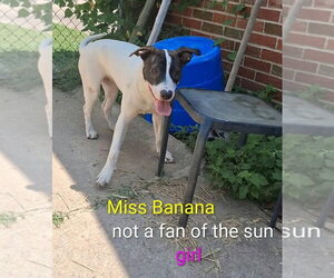 Mutt Dogs for adoption in Foristell, MO, USA