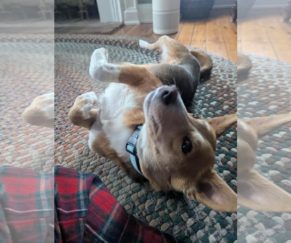 Medium Photo #2 Beagle-Border Collie Mix Puppy For Sale in Mechanicsburg, PA, USA