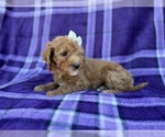 Small #3 Cavapoo (Miniature)