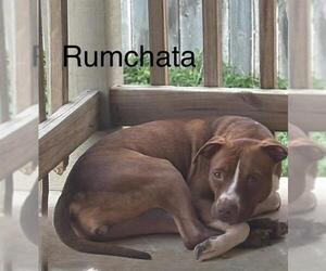 American Staffordshire Terrier Dogs for adoption in San Antonio, TX, USA