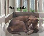 Small American Staffordshire Terrier