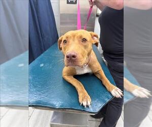 American Bulldog-Unknown Mix Dogs for adoption in Mobile, AL, USA