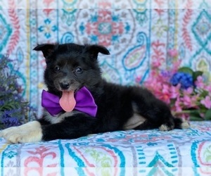 Eskland Puppy for sale in LANCASTER, PA, USA