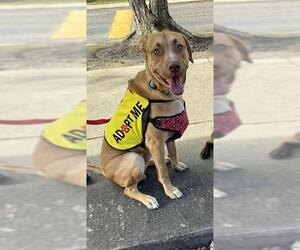 Labrador Retriever-Unknown Mix Dogs for adoption in Fayetteville, NC, USA