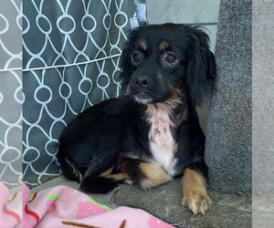 Chihuahua-Cocker Spaniel Mix Dogs for adoption in Pacolet, SC, USA