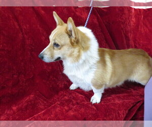 Father of the Pembroke Welsh Corgi puppies born on 08/22/2021