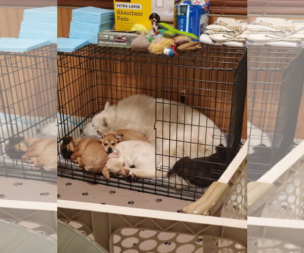 Medium Photo #4 Daug Puppy For Sale in Escondido, CA, USA