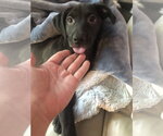 Small #19 Labrador Retriever