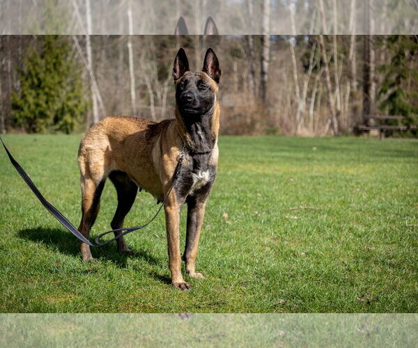 Medium Photo #6 German Shepherd Dog-Unknown Mix Puppy For Sale in Seattle, WA, USA