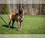 Small #5 German Shepherd Dog Mix