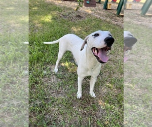 Dalmatian Puppy for sale in MERRITT IS, FL, USA