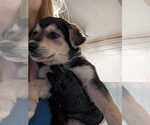 Small Labrador Retriever Mix