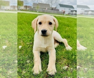 Labrador Retriever Puppy for sale in GREENFIELD, IN, USA