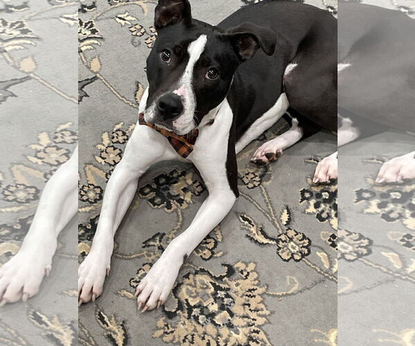 Medium Photo #8 American Pit Bull Terrier-Unknown Mix Puppy For Sale in Gates Mills, OH, USA