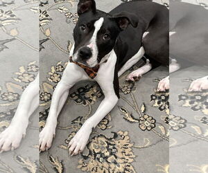 Kane - Male American Pit Bull Terrier-Unknown Mix Dog for Adoption - Photo #8