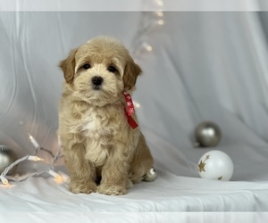 Maltipoo Puppy for sale in HOUSTON, TX, USA