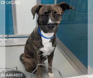 American Pit Bull Terrier-Unknown Mix Dogs for adoption in Oklahoma City, OK, USA